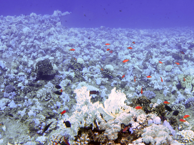 Location: Farasan Banks, Red Sea, Saudi Arabia A bleached offshore reef flat in the Farasan banks in 2015 during the 2015/2016 global coral mass bleaching event. Large parts of the extensive coral reef system in the Farasan banks were bleached down to 30 m depths. The bleaching was linked to extended elevated temperature in the Red Sea. (Photo courtesy: Till Röthig, coral reef scientist)